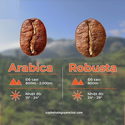 robusta_vs_arabica_400